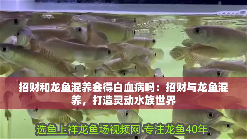 招財和龍魚混養會得白血病嗎：招財與龍魚混養，打造靈動水族世界
