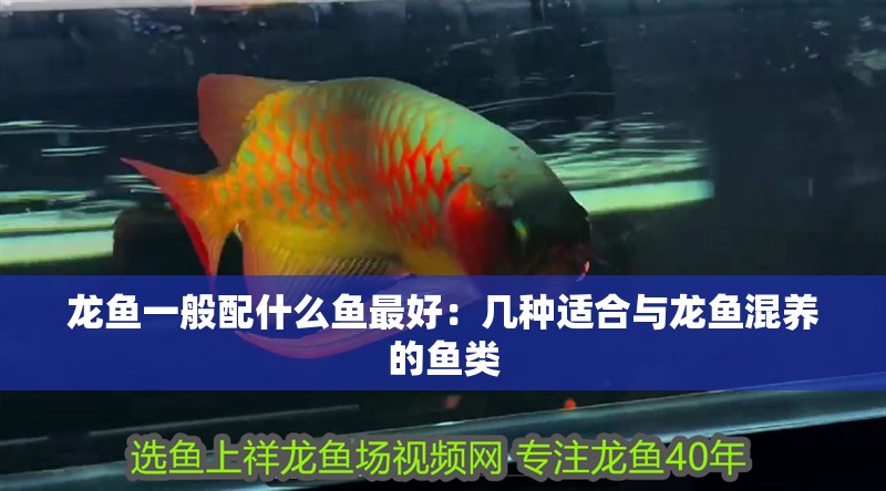 龍魚一般配什么魚最好：幾種適合與龍魚混養(yǎng)的魚類