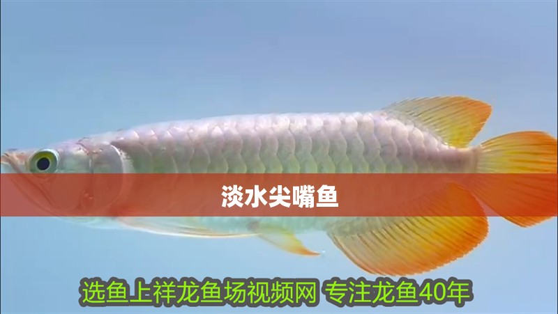 淡水尖嘴魚