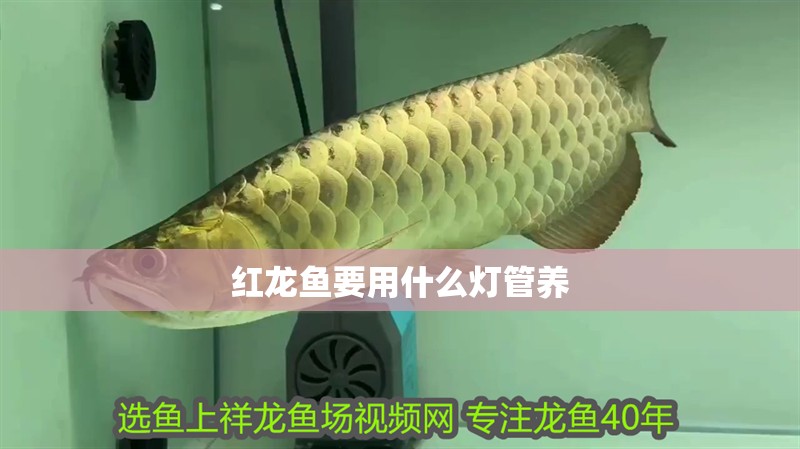 紅龍魚要用什么燈管養