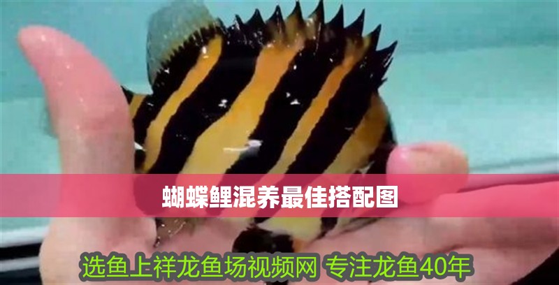 蝴蝶鯉混養最佳搭配圖