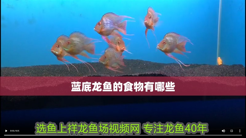 藍底龍魚的食物有哪些