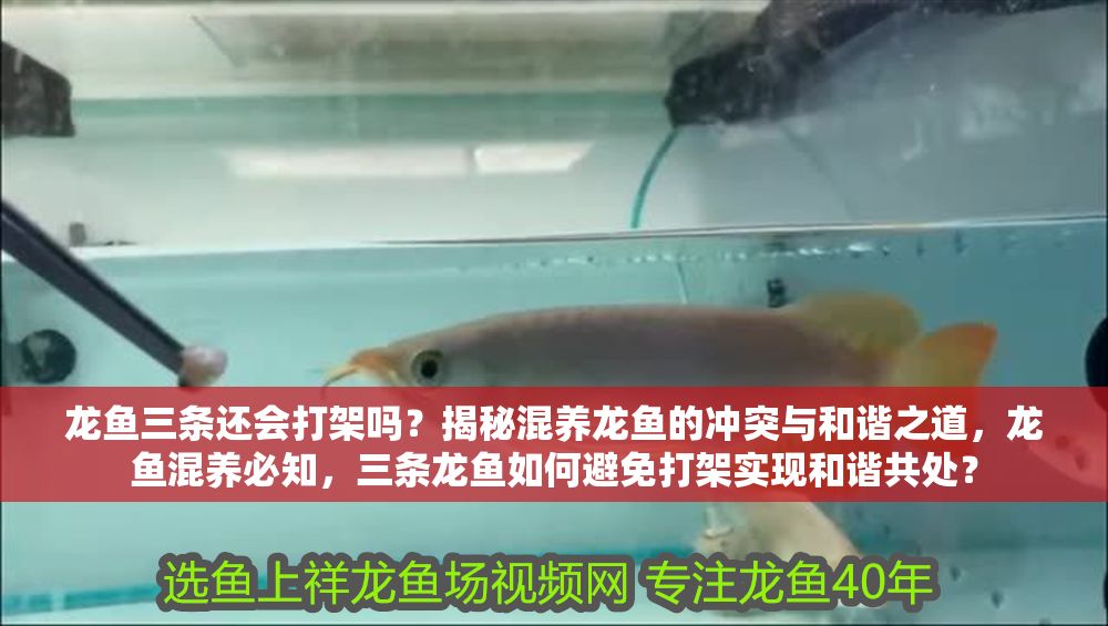 龍魚三條還會打架嗎？揭秘混養龍魚的沖突與和諧之道，龍魚混養必知，三條龍魚如何避免打架實現和諧共處？