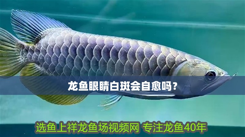 龍魚眼睛白斑會自愈嗎？