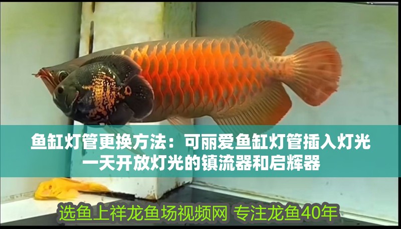 魚缸燈管更換方法：可麗愛魚缸燈管插入燈光一天開放燈光的鎮(zhèn)流器和啟輝器