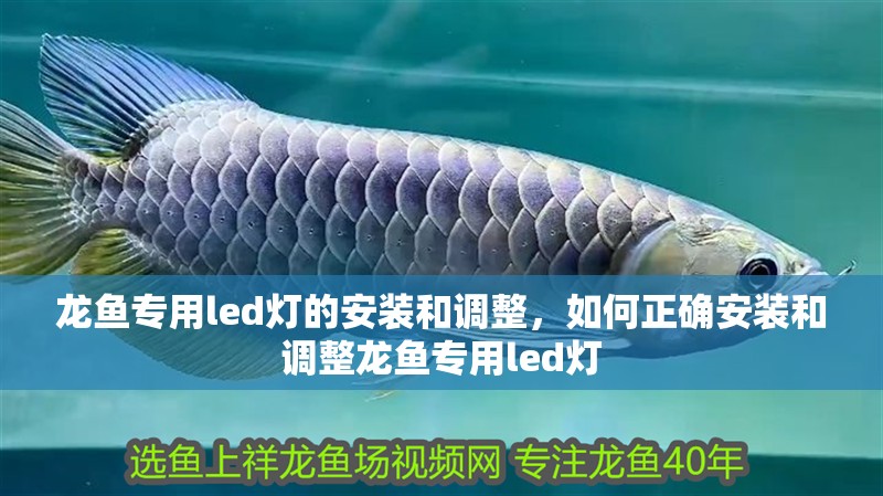 龍魚專用led燈的安裝和調整，如何正確安裝和調整龍魚專用led燈