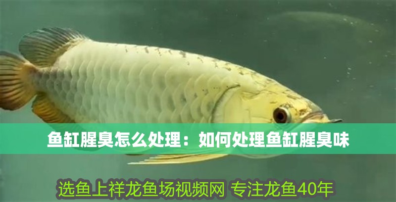 魚缸腥臭怎么處理：如何處理魚缸腥臭味 魚缸腥臭怎么處理：如何處理魚缸腥臭味 魚缸百科