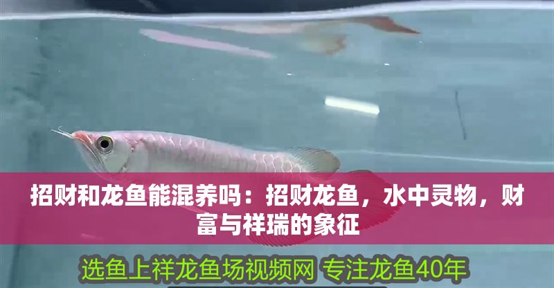 招財和龍魚能混養嗎：招財龍魚，水中靈物，財富與祥瑞的象征