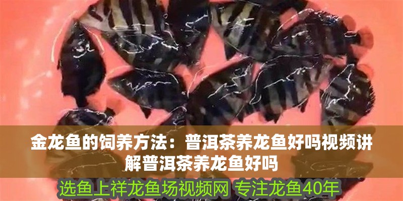 金龍魚的飼養方法：<strong><mark>普洱</mark></strong>茶養龍魚好嗎視頻講解<strong><mark>普洱</mark></strong>茶養龍魚好嗎