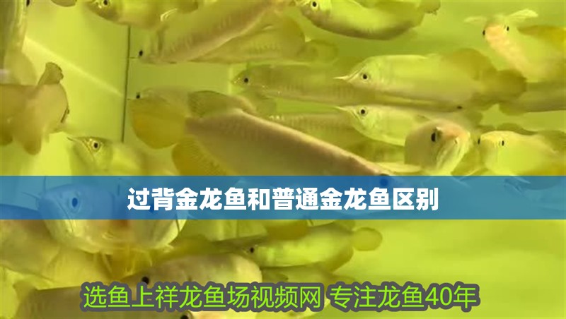 過(guò)背金龍魚(yú)和普通金龍魚(yú)區(qū)別
