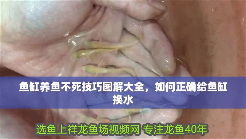 魚缸養(yǎng)魚不死技巧圖解大全，如何正確給魚缸換水