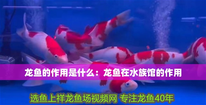 龍魚的作用是什么：龍魚在水族館的作用