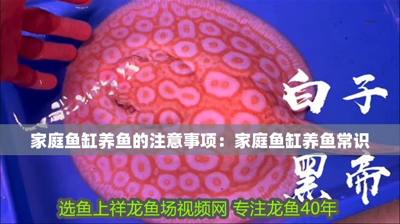 家庭魚缸養魚的注意事項：家庭魚缸養魚常識