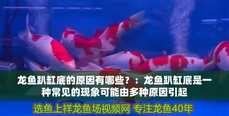 龍魚趴缸底的原因有哪些？：龍魚趴缸底是一種常見的現象可能由多種原因引起 龍魚趴缸底的原因有哪些？：龍魚趴缸底是一種常見的現象可能由多種原因引起 龍魚百科