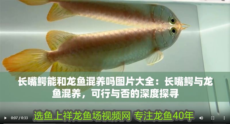 長嘴鱷能和龍魚混養嗎圖片大全：長嘴鱷與龍魚混養，可行與否的深度探尋