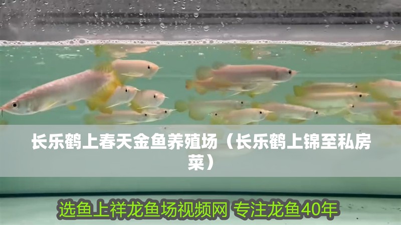 長樂鶴上春天金魚養殖場（長樂鶴上錦至私房菜） 長樂鶴上春天金魚養殖場（長樂鶴上錦至私房菜） 全國水族館企業名錄