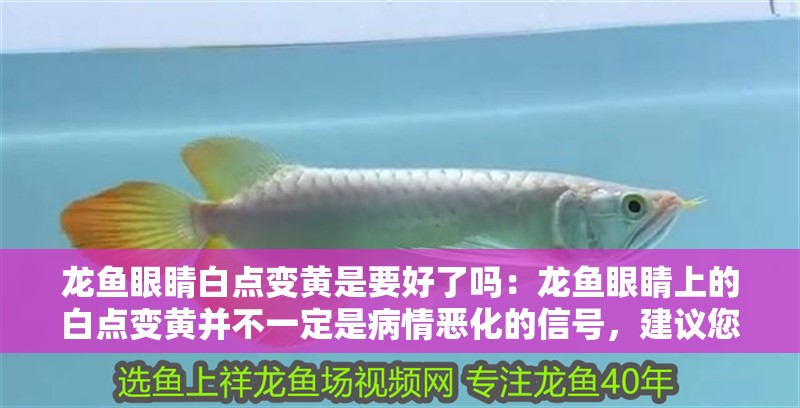 龍魚眼睛白點變黃是要好了嗎：龍魚眼睛上的白點變黃并不一定是病情惡化的信號，建議您檢查