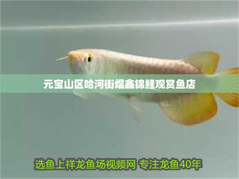 元寶山區哈河街煜鑫錦鯉觀賞魚店