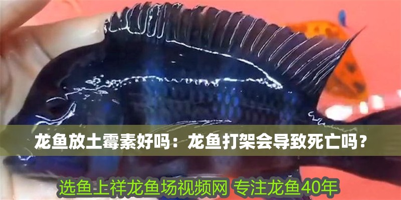 龍魚放土霉素好嗎：龍魚打架會導(dǎo)致死亡嗎？