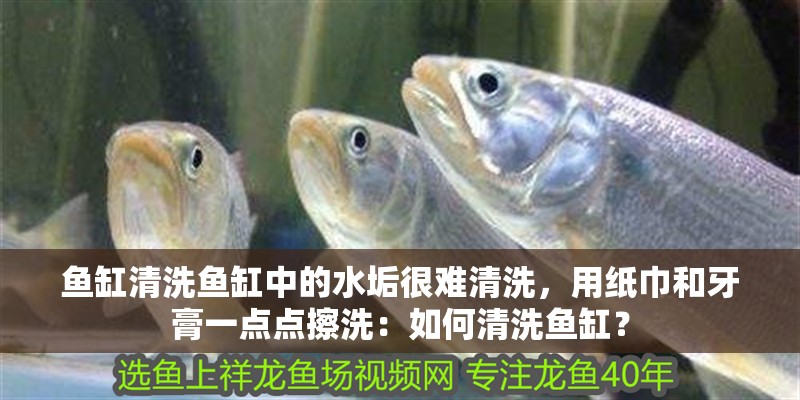 魚缸清洗魚缸中的水垢很難清洗，用紙巾和牙膏一點點擦洗：如何清洗魚缸？