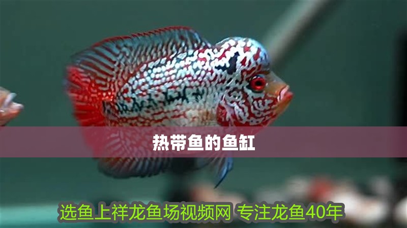 熱帶魚的魚缸