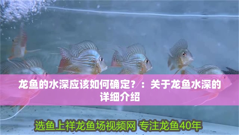 龍魚的水深應該如何確定？：關于龍魚水深的詳細介紹