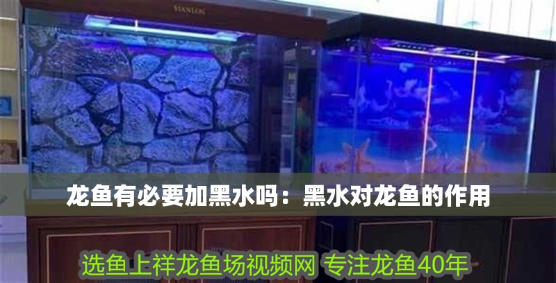 龍魚有必要加<strong><mark>黑水</mark></strong>嗎：<strong><mark>黑水</mark></strong>對龍魚的作用