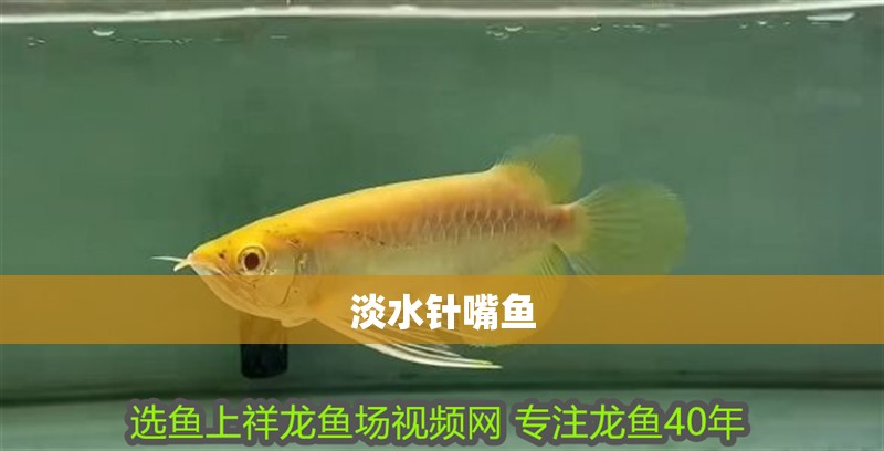 淡水針嘴魚