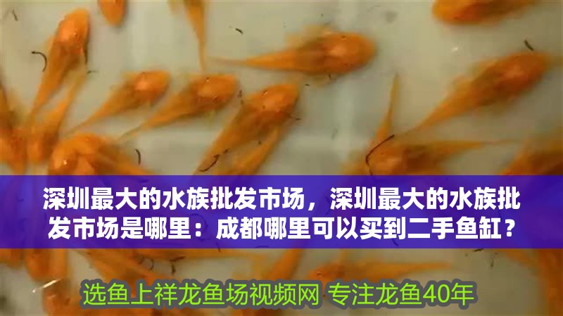 深圳最大的水族批發市場，深圳最大的水族批發市場是哪里：成都哪里可以買到二手魚缸？