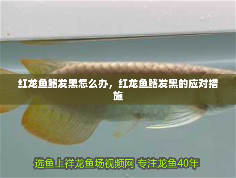 紅龍魚鰭發黑怎么辦，紅龍魚鰭發黑的應對措施