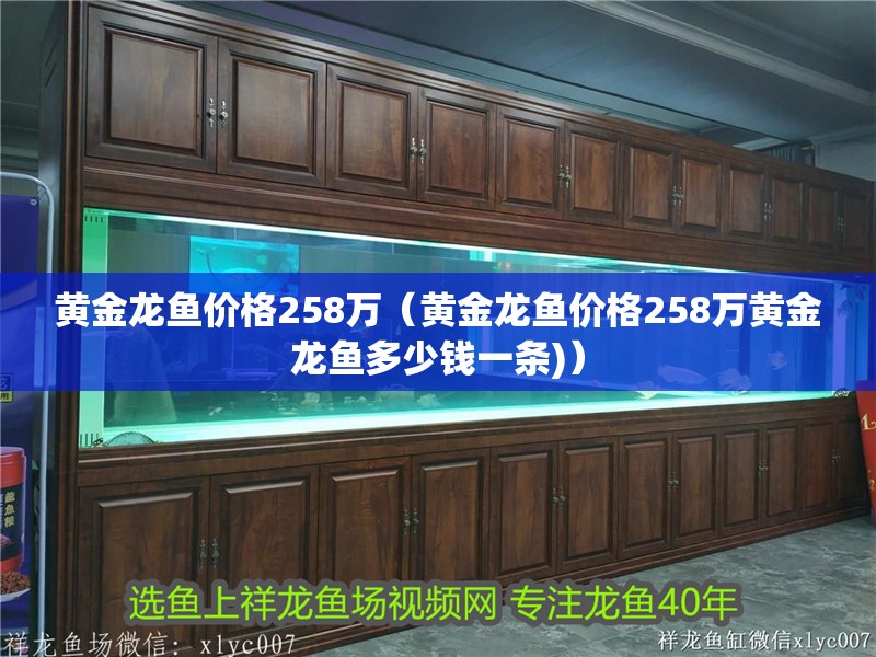 黃金龍魚價(jià)格258萬（黃金龍魚價(jià)格258萬黃金龍魚多少錢一條)）