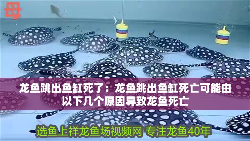 龍魚跳出魚缸死了：龍魚跳出魚缸死亡可能由以下幾個原因導致龍魚死亡