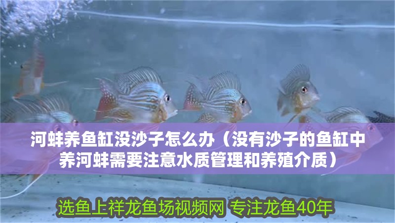 河蚌養(yǎng)魚缸沒沙子怎么辦（沒有沙子的魚缸中養(yǎng)河蚌需要注意水質(zhì)管理和養(yǎng)殖介質(zhì)）