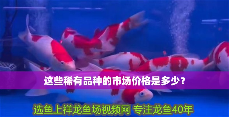 這些稀有品種的市場價格是多少？