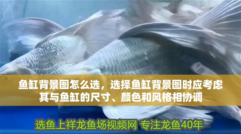 魚缸背景圖怎么選，選擇魚缸背景圖時應考慮其與魚缸的尺寸、顏色和風格相協調