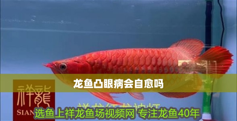 龍魚凸眼病會自愈嗎