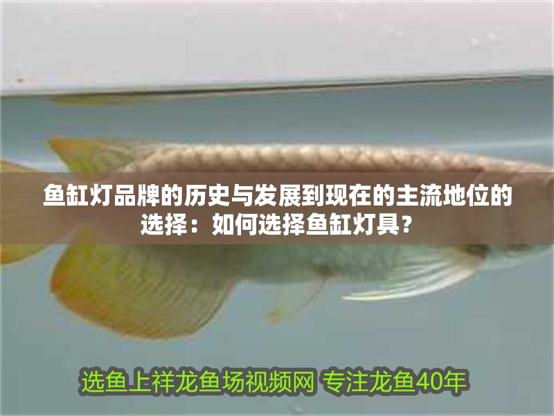 魚缸燈品牌的歷史與發展到現在的主流地位的選擇：如何選擇魚缸燈具？