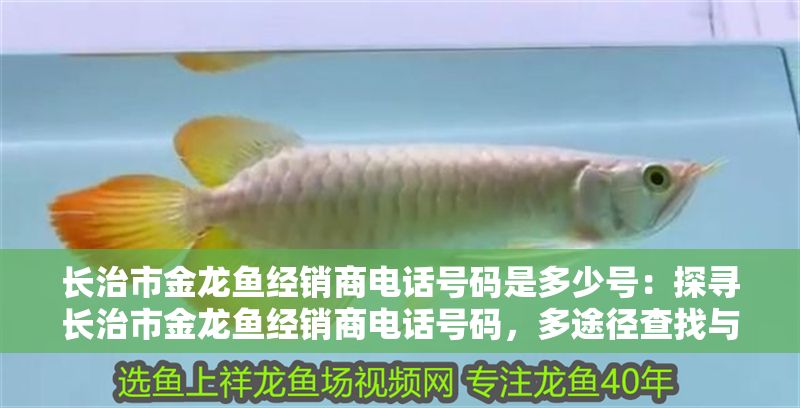 長(zhǎng)治市金龍魚經(jīng)銷商電話號(hào)碼是多少號(hào)：探尋長(zhǎng)治市金龍魚經(jīng)銷商電話號(hào)碼，多途徑查找與相關(guān)分析