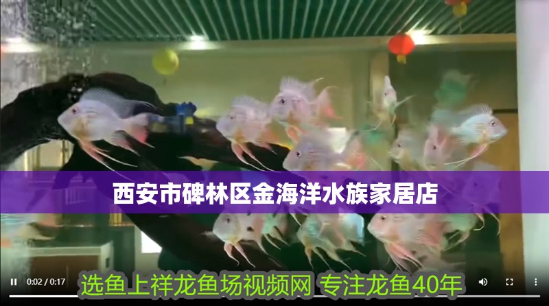 西安市碑林區(qū)金海洋水族家居店