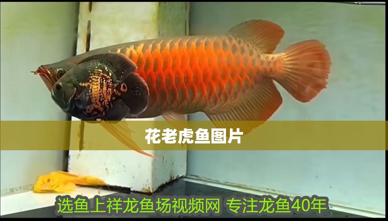 花老虎魚圖片