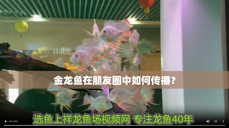 金龍魚在朋友圈中如何傳播？