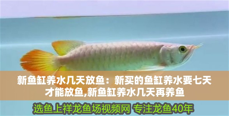 新魚缸養水幾天放魚：新買的魚缸養水要七天才能放魚,新魚缸養水幾天再養魚