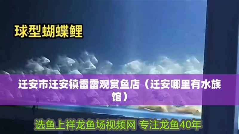 遷安市遷安鎮(zhèn)雷雷觀賞魚店（遷安哪里有水族館）