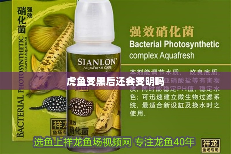 虎魚(yú)變黑后還會(huì)變明嗎
