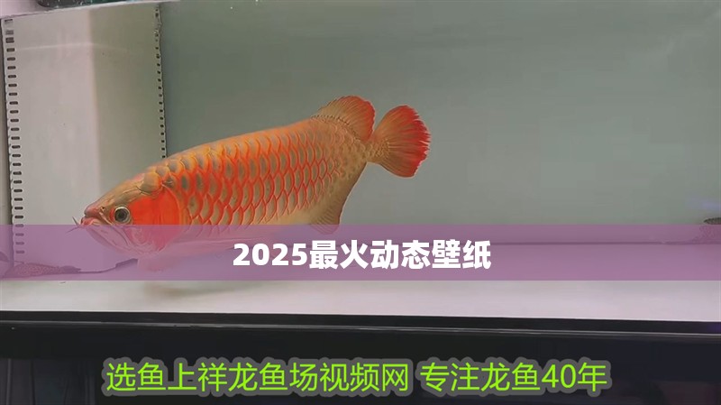 2025最火動態壁紙