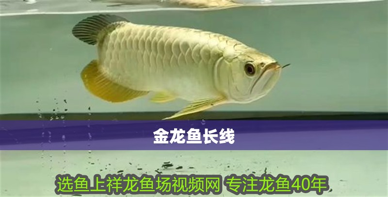 金龍魚長線