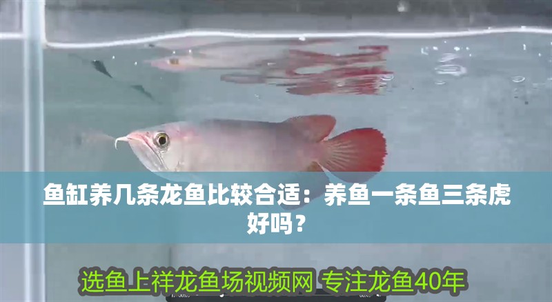 魚缸養(yǎng)幾條龍魚比較合適：養(yǎng)魚一條魚三條虎好嗎？