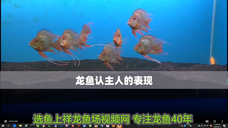 龍魚認主人的表現