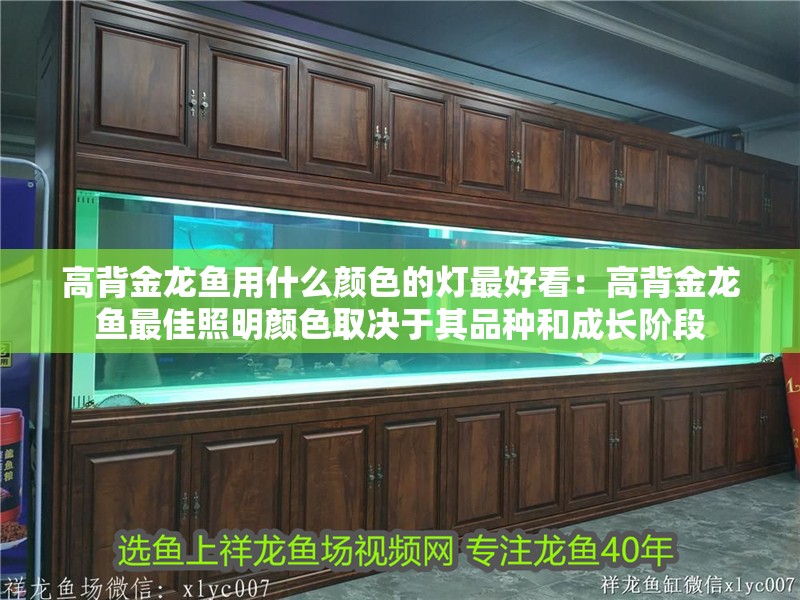 高背金龍魚用什么顏色的燈最好看：高背金龍魚最佳照明顏色取決于其品種和成長階段