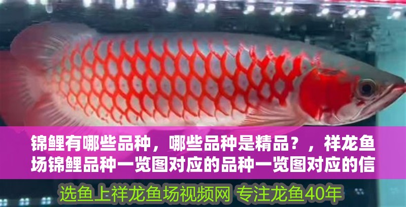 錦鯉有哪些品種，哪些品種是精品？，祥龍魚場錦鯉品種一覽圖對應的品種一覽圖對應的信息
